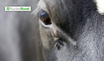 Las moscas de establo son clave en la propagaci&oacute;n de mastitis