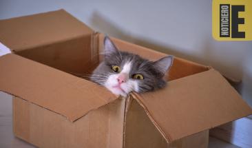 Los gatos prefieren las cajas de cart&oacute;n por razones evolutivas