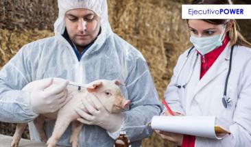 Vacuna Circumvent CML revoluciona inmunizaci&oacute;n en granjas porcinas peruanas