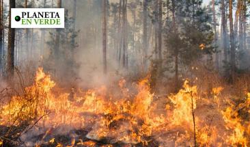Incendios forestales en California aumentaron un 2,816% en 2024