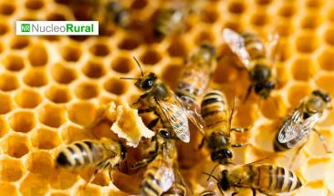 Inteligencia artificial para una polinizaci&oacute;n de precisi&oacute;n