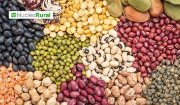 Frijol mexicano se recupera tras ca&iacute;da por altas temperaturas