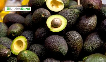 Empresas de aguacate enfrentan cr&iacute;ticas por pr&aacute;cticas ambientales destructivas