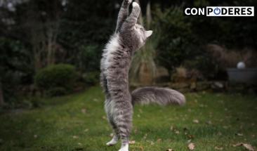 Los sentidos de los gatos: c&oacute;mo perciben su entorno &uacute;nico