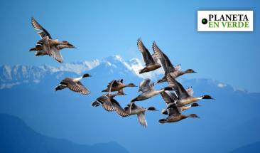 Las aves migratorias son clave en la salud ambiental