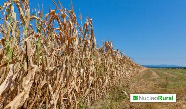 Calor extremo en EE. UU. eleva costos agr&iacute;colas y de producci&oacute;n
