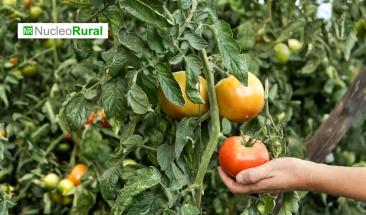 Agroindustria genera 23% del empleo privado argentino