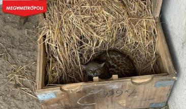 SERFOR rescata a un ejemplar de gato del pajonal en San Isidro