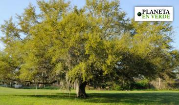 Robles centenarios incrementan producci&oacute;n de madera al adaptarse a di&oacute;xido de carbono