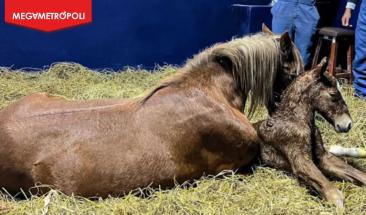 Universidad peruana logra clonar primer caballo mediante transferencia nuclear exitosa