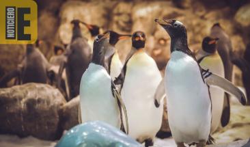 Muere Sphen, el ping&uuml;ino s&iacute;mbolo de la igualdad mundial, a los 11 a&ntilde;os