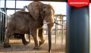 Charley, el &uacute;ltimo elefante de Pretoria, encuentra nueva vida en santuario
