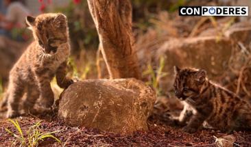 Per&uacute;: SERFOR recupera dos cr&iacute;as de puma hallados por comunidad campesina