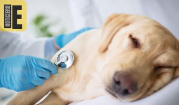 Los perros sufren envenenamientos por sustancias t&oacute;xicas presentes en su entorno