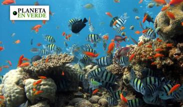 El 12.7% de peces marinos se encuentran en peligro de extinci&oacute;n