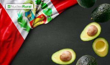 Palta peruana alcanza r&eacute;cord de exportaci&oacute;n y calidad