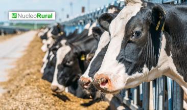 &ldquo;Agua de vaca&rdquo;: una alternativa para reducir el consumo h&iacute;drico en el campo