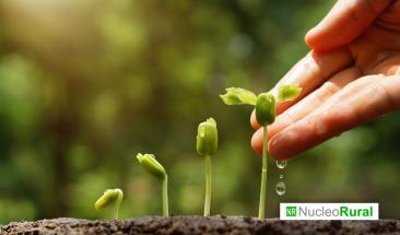 Un camino hacia la sostenibilidad: agricultura regenerativa para el futuro