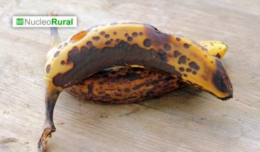 Per&uacute; declara emergencia por plaga devastadora en cultivos de banano