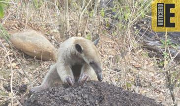 Cajamarca: oso hormiguero rescatado de incendio forestal es atendido y retornado a la naturaleza