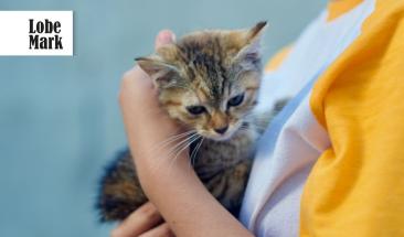 Purina Cat Chow impulsa adopci&oacute;n responsable de gatos en Per&uacute;