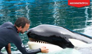 Activistas exigen la liberaci&oacute;n de Kshamenk tras 30 a&ntilde;os de cautiverio