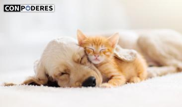 &iquest;Qu&eacute; sue&ntilde;an realmente perros y gatos mientras duermen?