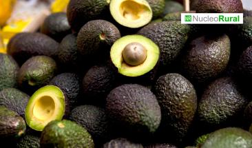 M&eacute;xico y EE. UU. acuerdan supervisi&oacute;n directa del aguacate mexicano