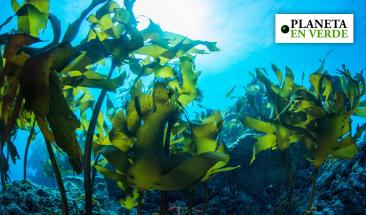 &iquest;Son las algas marinas la clave para combatir el cambio clim&aacute;tico?