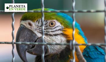 El tr&aacute;fico de vida silvestre es el tercer delito organizado m&aacute;s grande del mundo