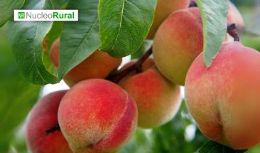 Aumentar&aacute; producci&oacute;n global de duraznos con China como l&iacute;der