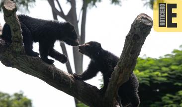 SERFOR pide proteger fauna silvestre en Huancabamba y Ayabaca