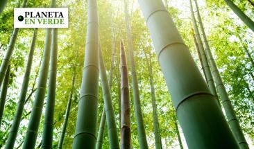 El bamb&uacute; puede reducir emisiones de carbono y revolucionar industrias