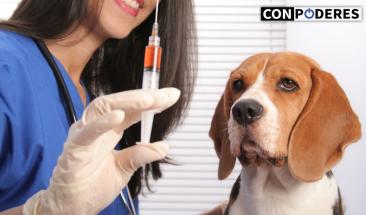 Especialistas destacan la vacunaci&oacute;n como clave para erradicar la rabia