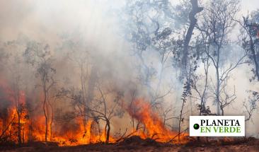 90 d&iacute;as de fuego en Bolivia: incendios sin tregua en Santa Cruz