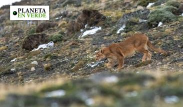 Mujeres ind&iacute;genas lideran la conservaci&oacute;n de felinos en los Andes