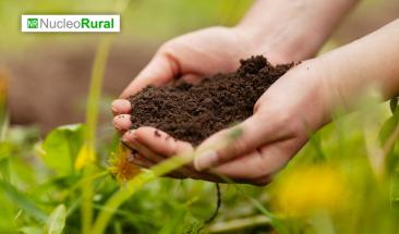 Cient&iacute;ficos descubren que un insecto podr&iacute;a revolucionar la agricultura moderna