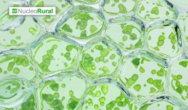 Microalgas revolucionan la productividad agr&iacute;cola