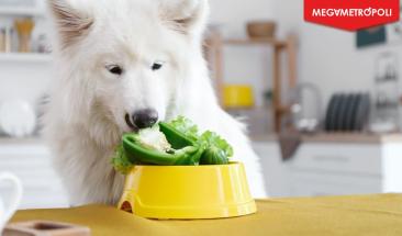 Crece la tendencia vegana para mascotas con dietas sin carne