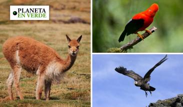 Conoce las especies emblem&aacute;ticas del Per&uacute; en el D&iacute;a Mundial de los Animales