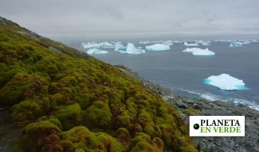 R&aacute;pido crecimiento de vegetaci&oacute;n en la Ant&aacute;rtida preocupa a los cient&iacute;ficos