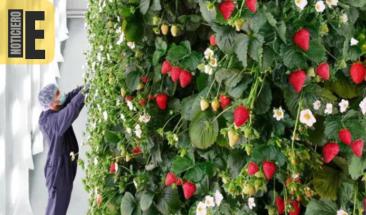 Granja vertical de fresas revoluciona el futuro de la agricultura