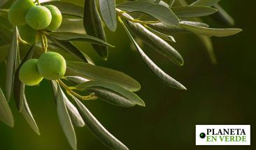 Espa&ntilde;a convierte huesos de aceituna en biocombustible innovador