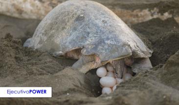 R&eacute;cord de nidos de tortuga marina en Grecia sorprende a expertos