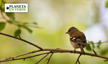 Per&uacute; se alista para reafirmar su liderazgo en el October Big Day 2024