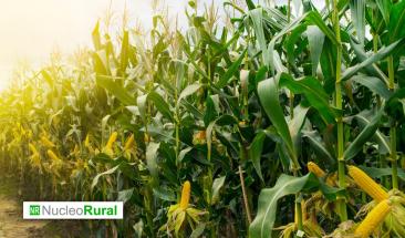 Mercado del ma&iacute;z prev&eacute; ca&iacute;da en los pr&oacute;ximos meses