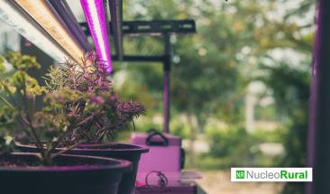 La luz LED transforma la producci&oacute;n agr&iacute;cola