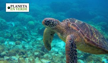 ONU denuncia violencia alarmante contra defensores ambientales en Colombia