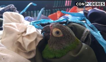 SERFOR incauta 78 loros hacinados en bus interprovincial