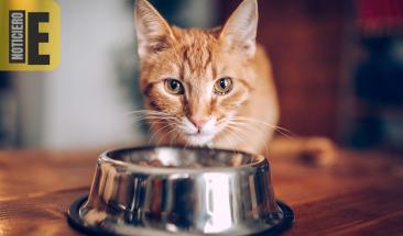 Gatos adoran el at&uacute;n pero su consumo debe ser limitado